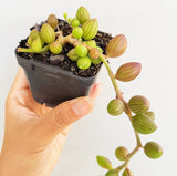 Plant - Senecio Herreianus (String of Watermelon)