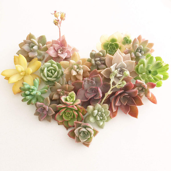 Assorted Succulent Cuttings (Regular) - Soul Made Boutique