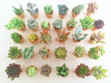 Assorted Succulent Cuttings (Miniatures) with Pots - Soul Made Boutique