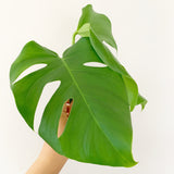 Plant - Variegated Monstera Deliciosa Plant
