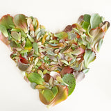 Assorted Succulent Leaves