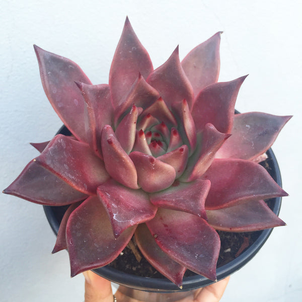 Romeo Plant