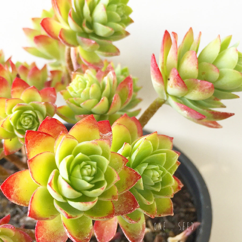 Plant - Sedum Palmerii