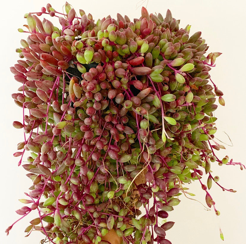 Plant - Senecio Chain of Ruby