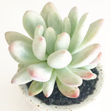 Plant - Pachyphytum Oviferum (Moonstone)