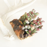Collector's Succulent Plant Stoneware Pot