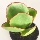 Plant - Crassula Arborescens