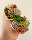 Assorted Succulent Pixie Candy Garden