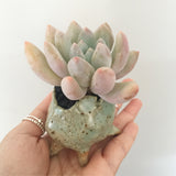 Collector's Succulent Plant Stoneware Pot