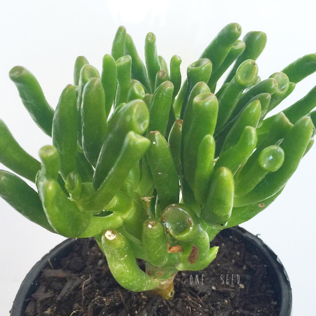 Plant - Crassula Ovata Coral