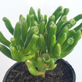 Plant - Crassula Ovata Coral