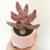 Collector's Succulent Plant Handmade Watercolour Pot