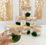 Plant - Marimo Moss Balls