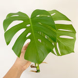 Plant - Variegated Monstera Deliciosa Plant
