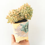 Collector's Succulent Plant Handmade Watercolour Pot