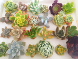 Assorted Succulent Cuttings (Rosette) Gift Box - Soul Made Boutique
