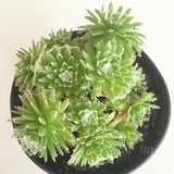 Plant - Sempervivum Arachnoideum Cebenses