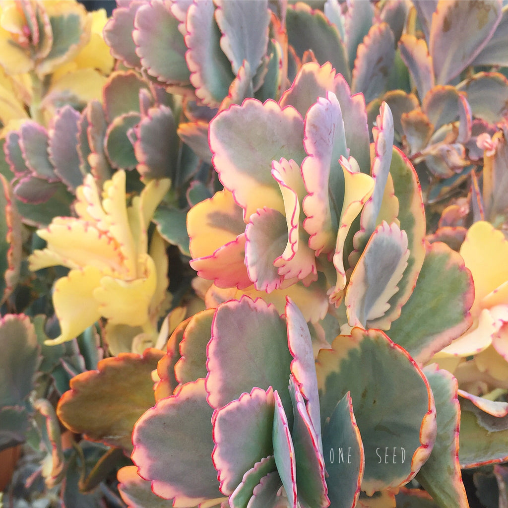 Plant - Kalanchoe Fedtschenkoi Variegata