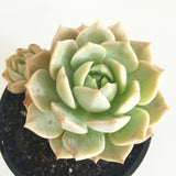 Plant - Graptoveria Sp