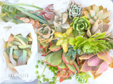 Assorted Succulicious Starter Pack - Soul Made Boutique