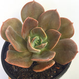 Plant - Echeveria Blue Metal