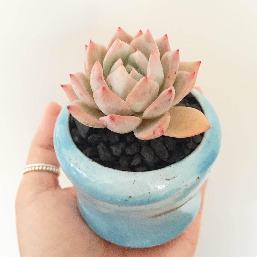 Collector's Succulent Plant Handmade Watercolour Pot