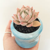 Collector's Succulent Plant Handmade Watercolour Pot