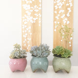 Collector's Succulent Plant Speckled Footed Pot