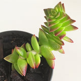 Plant - Crassula Capitella Thyrsiflora (Red Pagoda)