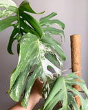 Plant - Variegated Monstera Deliciosa Plant