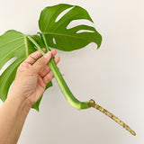Plant - Variegated Monstera Deliciosa Plant