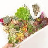 Assorted Succulent Cuttings (Regular) - Soul Made Boutique