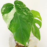 Plant - Variegated Monstera Deliciosa Plant