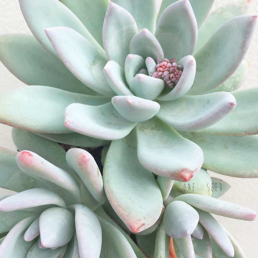 Plant - Pachyphytum Exotica