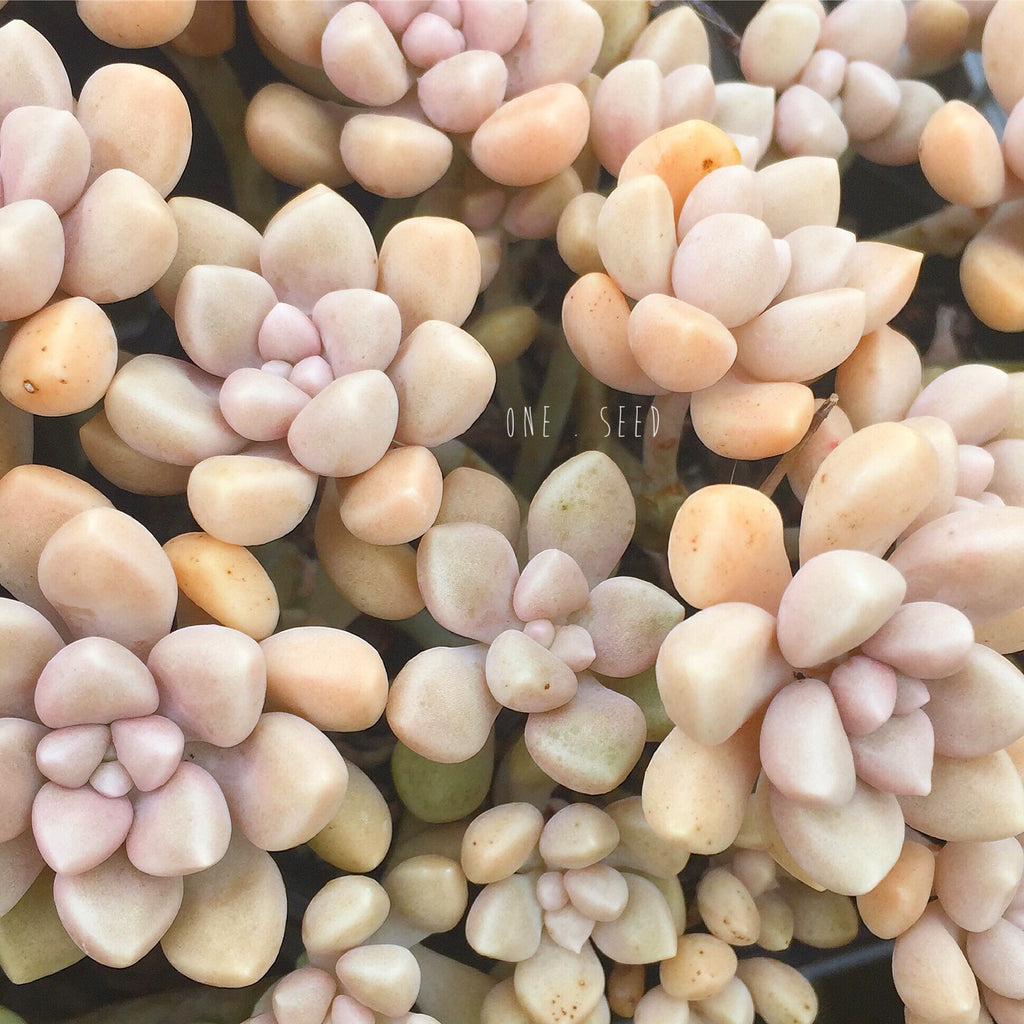 Plant - Graptopetalum Mendozae