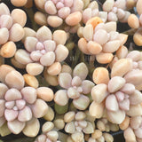 Plant - Graptopetalum Mendozae