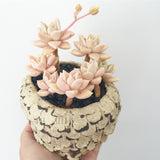 Collector's Succulent Plant Stoneware Pot