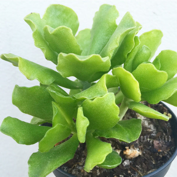 Plant - Adromischus Cristatus Var Zegheri