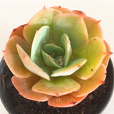 Plant - Echeveria lmbricata