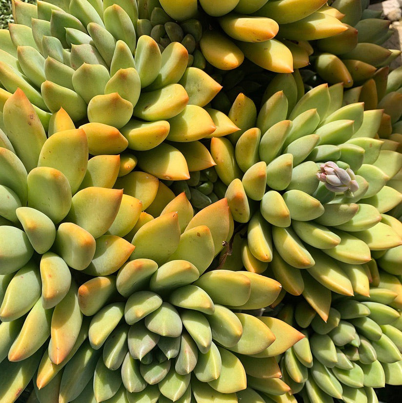 Plant - Pachyveria Rough