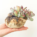 Collector's Succulent Plant Stoneware Pot