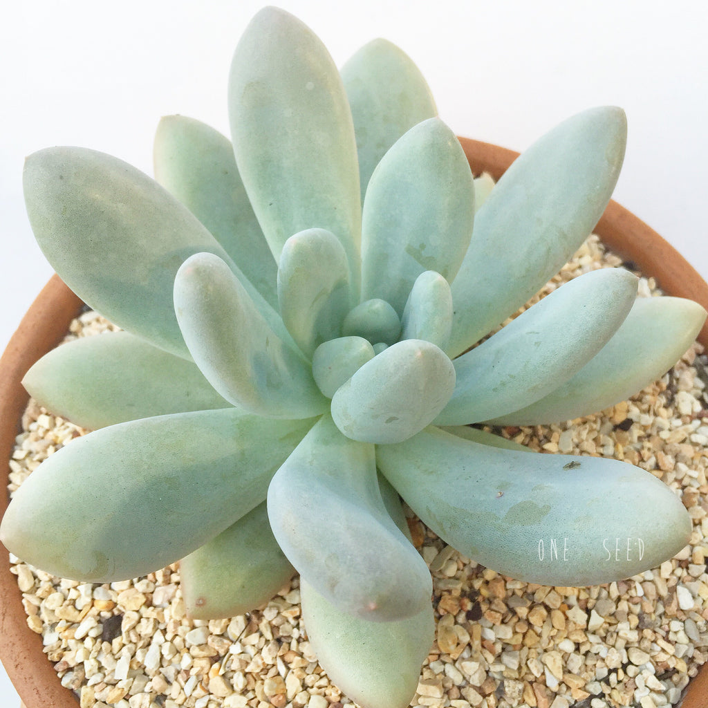 Plant - Pachyveria Elaine