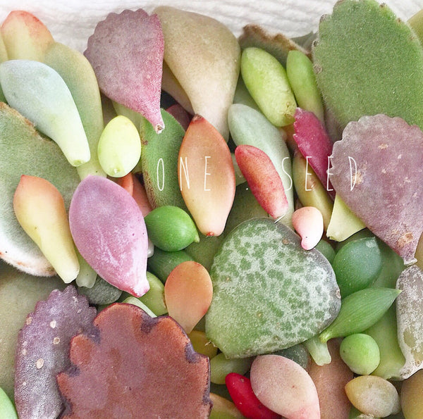 Assorted Succulent Leaves - Soul Made Boutique