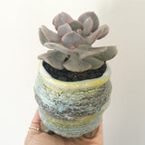 Collector's Succulent Plant Handmade Watercolour Pot