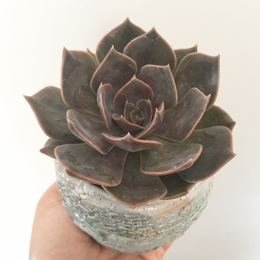 Collector's Succulent Plant Handmade Watercolour Pot
