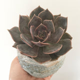 Collector's Succulent Plant Handmade Watercolour Pot
