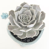 Collector's Succulent Plant Handmade Watercolour Pot