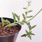 Plant - Senecio Peregrinus (Dolphin Necklace)