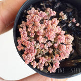 Plant - Sedum Dasyphyllum