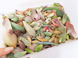 Assorted Succulent Leaves